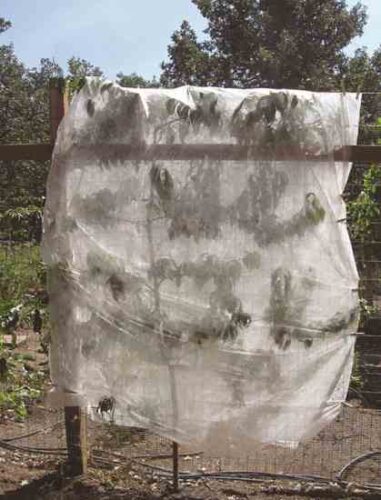 How to Protect Fruit from Birds